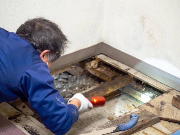 Best Residential Mold Removal  in West Monroe, LA