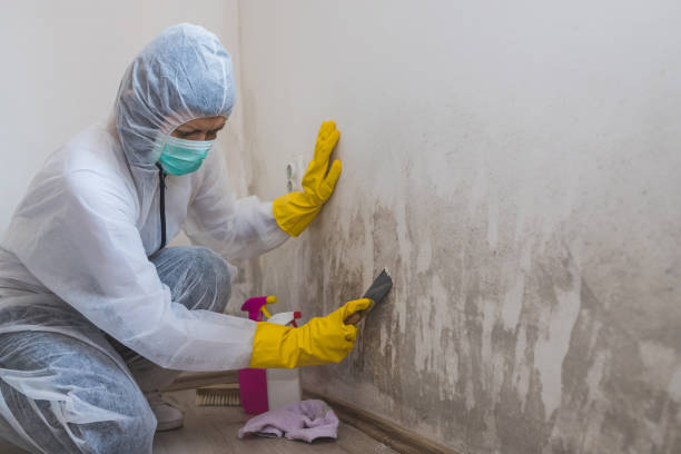 Best Toxic Mold Removal  in West Monroe, LA