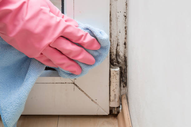 Best Crawl Space Mold Removal  in West Monroe, LA