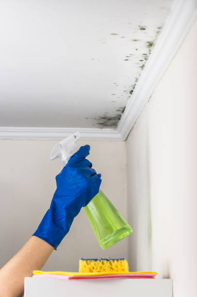 West Monroe, LA Mold Removal Company