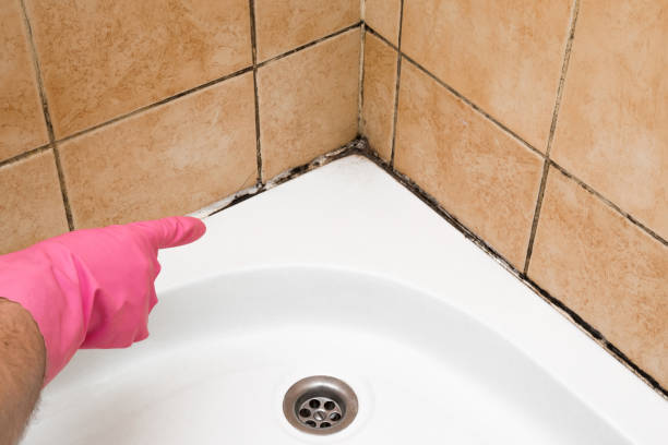 Best Local Mold Removal Service  in West Monroe, LA